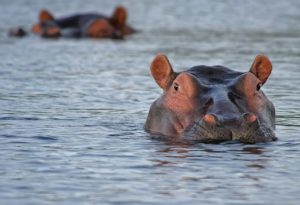 Hippos Kill More People than Sharks